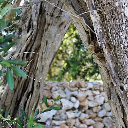 Фермерский дом Agricola Chiani *