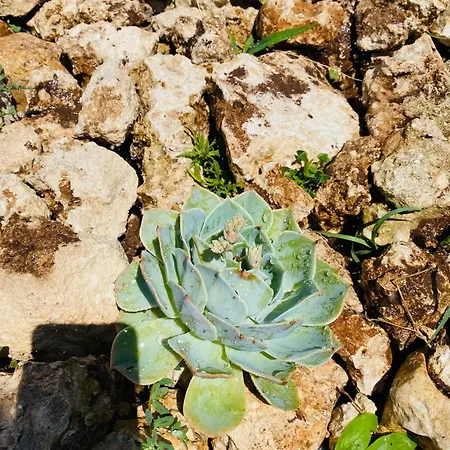 Agricola Chiani Alojamento de Turismo Rural