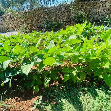 Agricola Chiani Agroturismo Melendugno