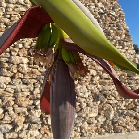 Agricola Chiani Agroturismo Melendugno
