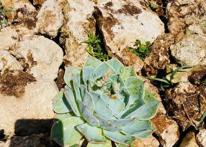 Agricola Chiani בית חווה